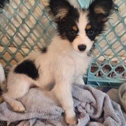 Zip - White black and tan male Papillon puppy in Myakka City, Florida from LaRae's Papillons