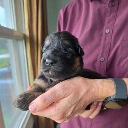 Serenade - Black and red female German Shepherd puppy in Columbus, Indiana from Stony Lonesome GSD