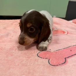 Lana - Piebald female Dachshund puppy in Irving, Texas from DFW Dachshunds by G & S