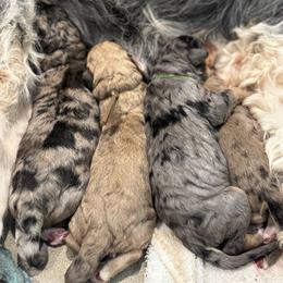 Norman Wade - Merle-sable male Saint Berdoodle puppy in Mesa, Arizona from Desert Bohunk Doodles and Branded Bullies