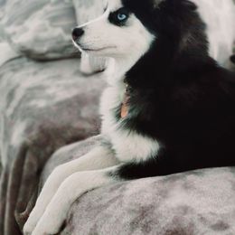 Nadia - Pomsky