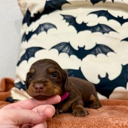Jade - Chocolate and tan female Dachshund puppy in Rising Star, Texas from Boring Weenies