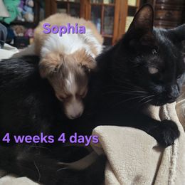 Sophia - Special Holiday Price Through Nov 30 - Sable & white female Toy Shetland Sheepdog puppy in Houston, Texas from LaLa's Lilliputian Lassies