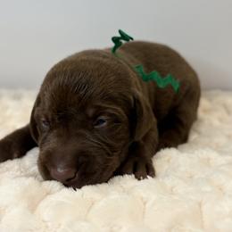 Green collar chocolate male - Chocolate male Labrador Retriever puppy in Gainesville, Georgia from Rucker Retrievers