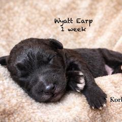 Wyatt Earp (Mini Size) - White and black male Bordoodle puppy in Mulino, Oregon from Korbella Farm