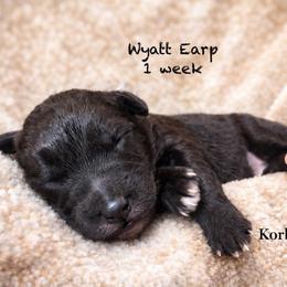 Wyatt Earp (Mini Size) - White and black male Bordoodle puppy in Mulino, Oregon from Korbella Farm