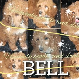 Bell - Red  female Poodle puppy in Lancaster, California from Heavenly poodle and doodle