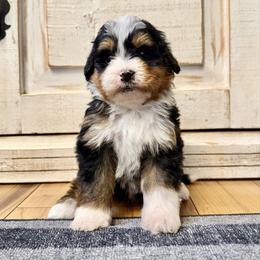 Traditional Tricolor - Tri-color male Bernedoodle puppy in Brooksville, Florida from Kruger Doodles