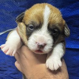 Flo (Grey Collar) - Health Tested Parents - Red female Pembroke Welsh Corgi puppy in Los Angeles, California from Limitless Huskies