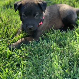 Belgian Malinois Puppies from Tehachapi Malinois