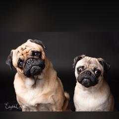Pug All Grown Up from Squishy and Snorts