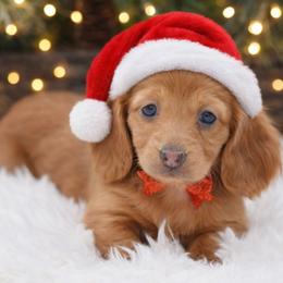 Anna- AKC import lines - Red female Dachshund puppy in Coweta, Oklahoma from Sunnyside Dachshunds