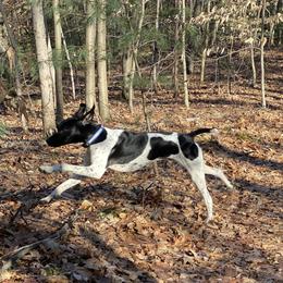German Shorthaired Pointers from Fox Hollow Homestead