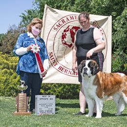 Saint Bernard All Grown Up from Metal Saints