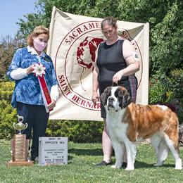 Saint Bernard All Grown Up from Metal Saints