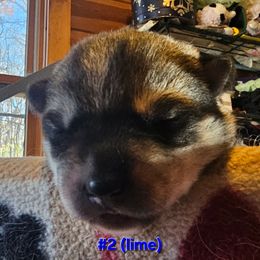 2 (lime) - Agouti and white male Siberian Husky puppy in Dane, Wisconsin from Sunny Hurricane Siberians