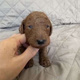 Light green collar boy - Red  male Poodle puppy in Riverside, California from Riverside red poodles