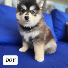 Pomsky Puppies from Shoreline Pomskies