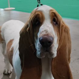 Basset Hounds and Rottweilers from Von Black Rottweilers and TriniCali Basset Hounds