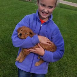Goldendoodle Puppies from Crazy Cute Kennels