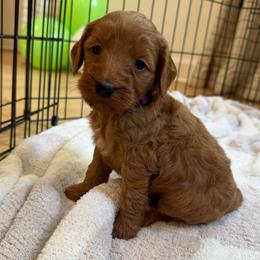 Purple collar - Red  female Goldendoodle puppy in Ridgewood, New Jersey from Jessie’s Doodles
