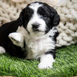 Laurel - Black and white female Aussiedoodle puppy in Jackson, Tennessee from Dinah Doodles and Aussies