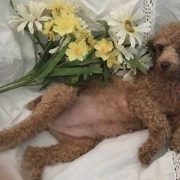 Poodles from Vikki’s Poodles