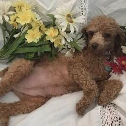 Poodles from Vikki’s Poodles
