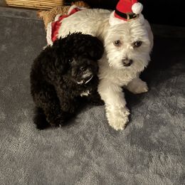 Goldendoodle All Grown Up from Hall Family Doodle Ranch