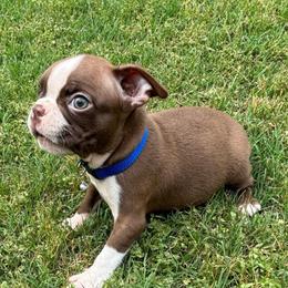 A. Red boy - Red male Boston Terrier puppy in Mc Donough, Georgia from Ballard Boston Terriers