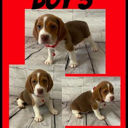 Boy 3 - Brown and white male Beagle puppy in Hollister, California from 831 Beagles