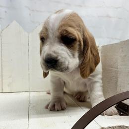 Gracie - Lemon and white female Basset Hound puppy in Hurtsboro, Alabama from PARK’s Family Farm