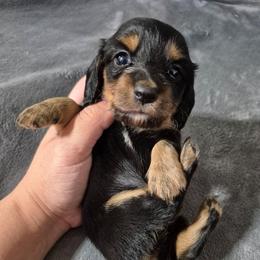 Laura - Black and tan female Dachshund puppy in Aiken, South Carolina from Paragon Puppies