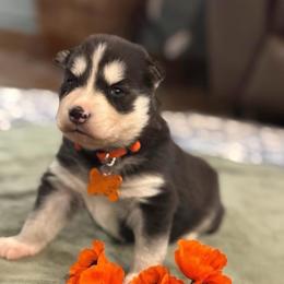 Poppy - Black and white female Siberian Husky puppy in Sherwood, Oregon from Whiskey River Siberians