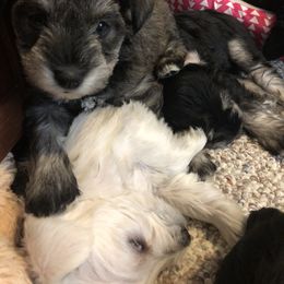 Miniature Schnauzer and Poodle Puppies from Bits & Bytes Farm