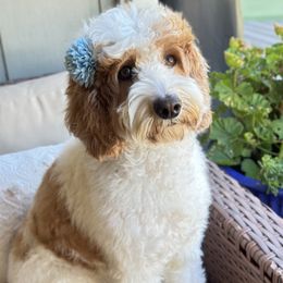 Magnolia - Australian Labradoodle