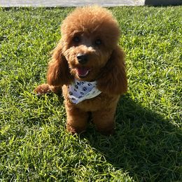 Peaches - Poodle