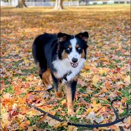 Australian Shepherd All Grown Up from S.I. Aussie