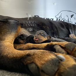 Rottweiler Puppies from KarmaKennelPNW