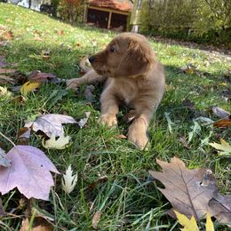 Girl 6 - Golden Golden Retriever puppy in Peekskill, New York from Storm King Golden Retrievers