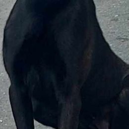 Zyara - Dutch Shepherd