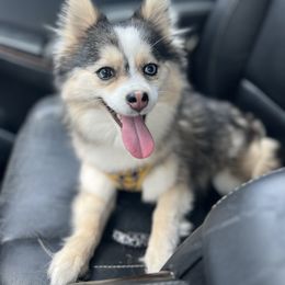 Ruby - Pomsky