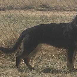 German Shepherds from Jemira Kennel