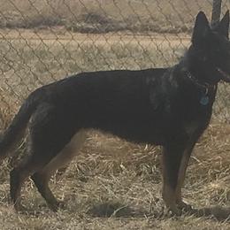 German Shepherds from Jemira Kennel