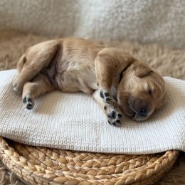Huntington - Golden male Golden Retriever puppy in Fontana, California from Thegoldendreams1