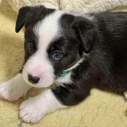 Snoop Dawg (Blue collar) - Black and white male Cardigan Welsh Corgi puppy in Omaha, Arkansas from DnD Corgis