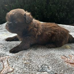 Espresso - Chocolate male Shih Tzu puppy in Statesboro, Georgia from Magnolia Small Breeds