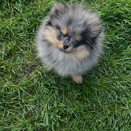 Pomeranian Puppies from Glitzypoms