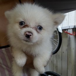 Kiros - White male Pomsky puppy in Sacramento, California from Robinson Pomski
