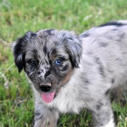 LYRIC - Blue merle female Australian Shepherd puppy in San Tan Valley, Arizona from Mott Ranch - Blazin' Sun Aussies